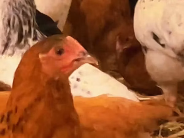 Chickens — Azerbaïdjan