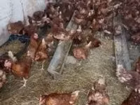 Chickens — 1-rasm