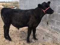 Boğa, Aberdin Angus — foto 8