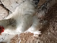 Brahma — foto 3