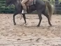 Cheval, Rocky Mountain Horse — photo 8