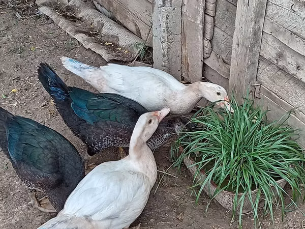 Domestic Muscovy
