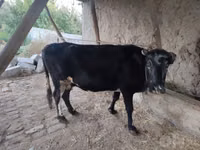 Krowa, Bydło — zdjęcie 1