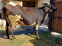 Vaca, Raza Alatau — foto 2