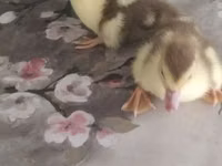 Ducks — foto 5