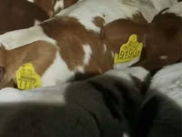 Skot (série, pohlaví neuvedeno), Simmental cattle — foto 1