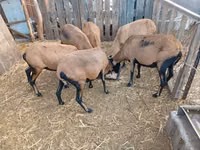 Ovce, Cameroon sheep — foto 3