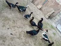 Ducks — 4-rasm