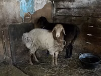 ஆண் ஆடு, Rhon sheep — புகைப்படம் 3