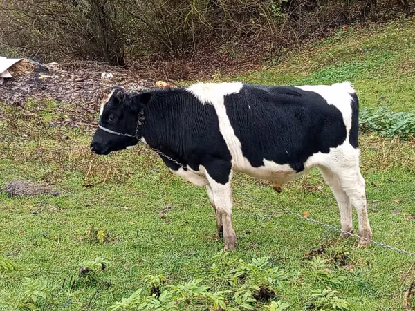 Taureau, Russian Black pied cattle