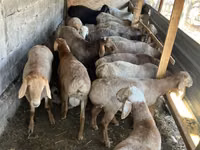 母羊, Rhon sheep — 照片 2