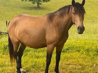 კვიცი, Black Sea breed — ფოტო 3