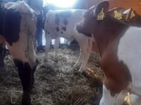 காளை, Simmental cattle — புகைப்படம் 3