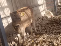 Krava, Swiss cattle — foto 1