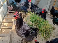 Australian Pit Game fowl — Foto 4