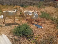 Chèvre, Saanen goat — photo 1