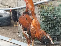 Chickens — 2-rasm