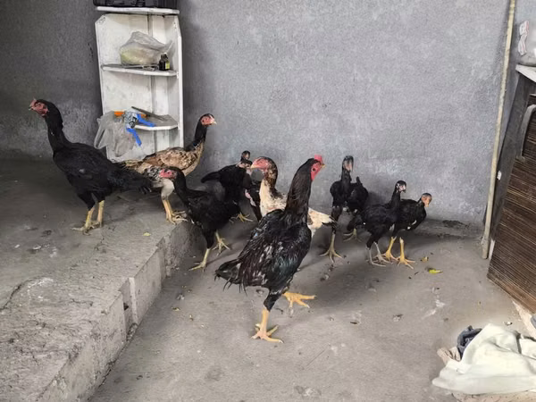 Chickens