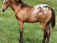 Kobyła, Appaloosa — zdjęcie 4