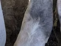 Sow, Pigs — photo 1