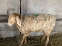 نعجة, Arashan sheep — الصورة 5