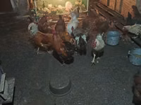 Chickens — الصورة 7
