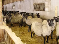 Oveja, Romanov sheep — foto 3