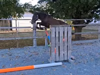 Cheval, Chevaux — photo 3