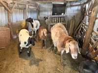 Sheep, Sheep — photo 5