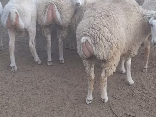 Schaf, Schafe