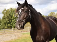 Cavalo, Percheron — foto 4