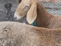 Oveja, Arashan sheep — foto 5