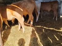 Toro, Simmental cattle — foto 5