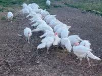 Turkeys — zdjęcie 2