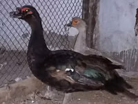 Ducks — الصورة 1