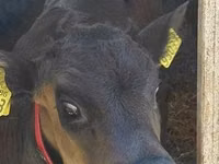 மாடுகள் (தொகுதி, பாலினம் குறிப்பிடப்படவில்லை), Russian Black pied cattle — புகைப்படம் 2