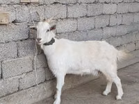 Koza, Kozy — zdjęcie 2