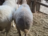 Owca, Merino sheep — zdjęcie 4