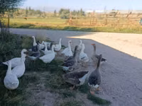 Geese — zdjęcie 4