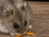 Cırtdan hamster və tam dəst qəfəs Məhsul təsviri: - Növ: cırtdan — 照片 1