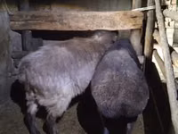 Qoʻy, Adal sheep — 2-rasm
