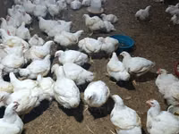 Chickens — الصورة 1