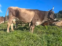 Krowa, Simmental cattle — zdjęcie 2