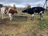 بقرة, Russian Black pied cattle — الصورة 1