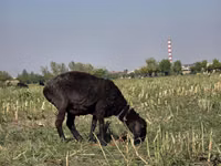 मेढ़ा, भेड़ — फ़ोटो 7