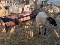 Bélier, Moutons — photo 6