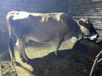 İnək, Simmental cattle — foto 2