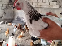 Chickens — foto 6