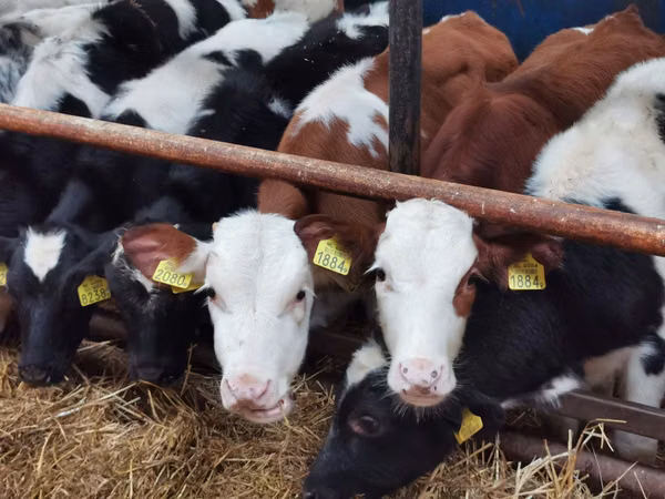 İribuynuzlu mal-qara (partiya, cinsi göstərilməyib), Simmental cattle