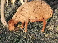 Owce (partia, płeć nieokreślona), Owce — zdjęcie 6